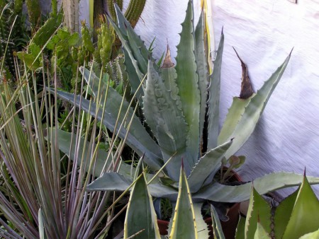 Agave americana